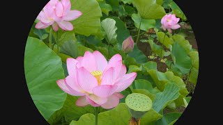 Lotus Flowers Pond,Time-lapse,  蓮池公園のハス「大賀蓮・八重茶碗蓮」　(4k) 高知県土佐市