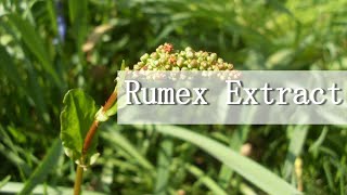 Rumex Extract has a brightening effect in skin care products, Stop bleeding, Relieve heat