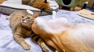 柴犬の足が覆いかぶさってもものともしない猫♪