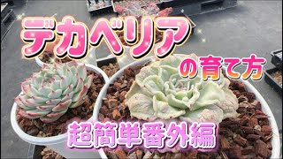 【デカベリア】の育て方+α編💖これって効果絶大ちゃうん?!😳✨【多肉育て方】