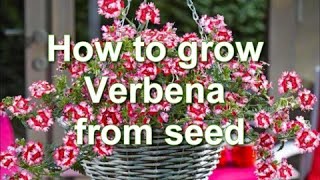 How to Grow Verbena from Seed. Verbena  plants for growing in pots | Alexa's Garden