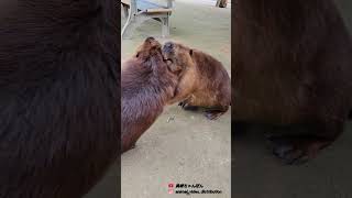 ビーバーが本気で相撲をしたら☀️トリアスふれあい動物園