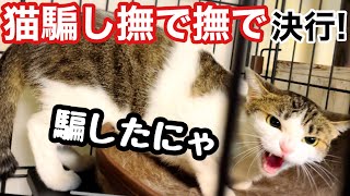 シャーシャー威嚇の元野良猫 ついに手で撫でられるか