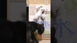 仔猫のかわいいかくれんぼ😺 - Kittens Hide and Seek - #shorts