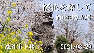 桜花を探して　備中国分寺編　＜ 総社市上林町 ：2021/03/29  ＞　桜が綺麗だったので、急遽立ち寄りました。