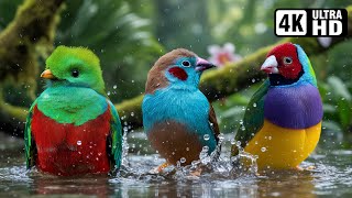 Joyful Birds Playing in Water | Nature's Most Exquisite Birds for Ultimate Relaxation | Calm Time