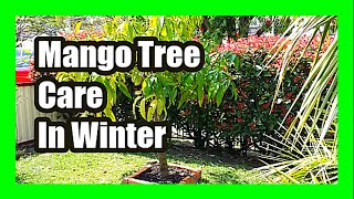 Mango Tree Care In Winter : Protect Mango Plant From Frost and Freezing Temperatures