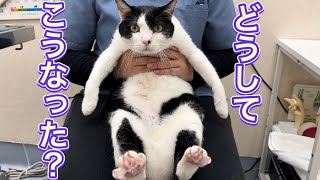 こんなはずでは・・病院で虚無になる猫【猫のれいちゃん】