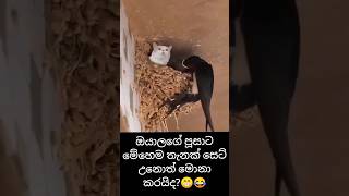 ඔයාගේ පූසාත් මෙහෙම කෙනෙක්ද😂😱#shots #cat