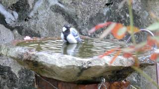 【庭に来る野鳥】シジュウカラの水浴び。（2020/08/07）