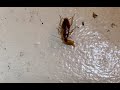 cockroach eating advion bait