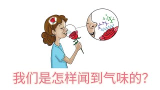 我们是怎样闻到气味的？我闻到的橙子气味一样吗？为什么气味能够唤起我们强烈的回忆？ 追寻嗅觉的意义