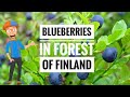 Pemetikan Blueberry dari hutan Finlandia. Kouvola, Kuusankoski, 2 Agustus 2024