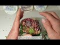 【多肉植物】【トロピカルガーデン】【動画視聴者様限定】vlog63 多肉植物 多肉初心者 トロピカルガーデン福袋寄せ植 え