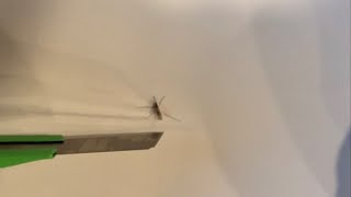 [모기고문]모기에게 한번이라도 물린사람 꼭 보세요. 생포된 모기 처형장면.mosquito