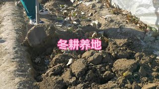 什么叫冬耕养地，何时进行？有啥作用？空地翻土，冬耕养地