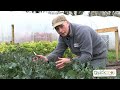 how to grow sprouting broccoli the easy way