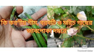 বরবটি,শীম এবং মরিচ গাছে জাব পোকার আক্রমণ এবং এই পোকা দমনে করণীয়