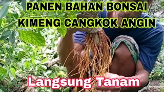 PANEN BAHAN BONSAI KIMENG CANGKOK ANGIN DAN PENANAMAN