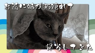 【猫】お盆休みに妹が猫連れて帰省したときの動画です