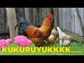 Popular Kukuruyuk Chicken Song