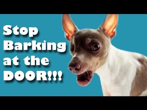 Stop barking at the door - dog training Stop barking at the door - dog training