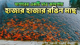 যশোর কালেক্টর পুকুরের রঙিন মাছ | Colorful fish of Jessore collector pond