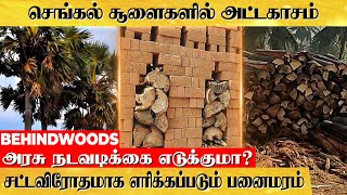 சட்டவிரோதமாக வெட்டப்படும் பனை மரங்கள் |  அத்துமீறும் செங்கல் சூளைகள்