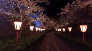 2024.4.7津山さくらまつり（鶴山公園）(3)