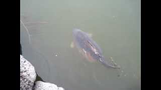 Fat Carp Can Hardly Swim