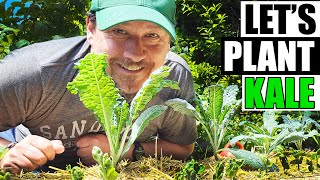 Planting Kale Tips For Better Harvests