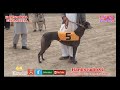 8 9 10 December 2018 Darbi Track Race Final Imported And Country Bread Agricultural University Fsd