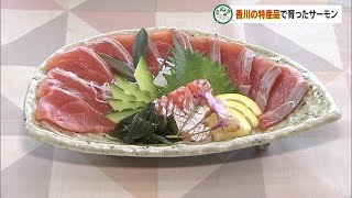 香川県産ブランドにと期待！養殖魚の「オリーブシリーズ」サーモンが４月から登場【さぬきのプラス】 (24/03/26 18:00)