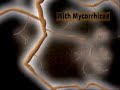 see how mycorrhizae and mycorrhizal fungi absorb nutrients o