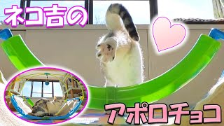 ちょっぴり早い猫娘からのバレンタイン♪可愛い肉球アポロチョコ🐈