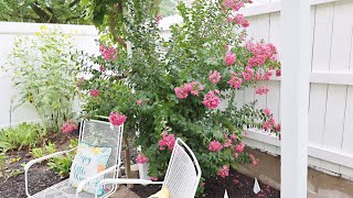 Lagerstroemia indica x fauriei \