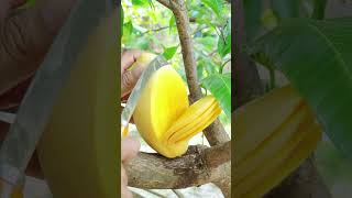 Very fresh sweet mango🥭😋 fruit cutting at my beautiful farming #fruit #fresh #fruitcutting