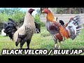 Pure Black Velcro Blue Jap Toppy McRae Mug Kelso - TEAM VELCRO FARM | Beautiful Birds Farm Visit