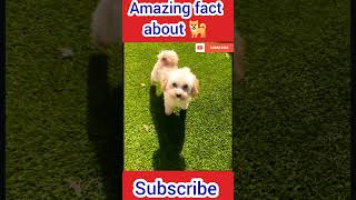 Dogs के बारे मे रोचक तथ्य#shorts #animals facts inhindi @Animal-facts295700@FactTechz @FactTechz