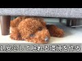 【犬の睡眠】たくさん寝るのには意味があった！犬の1日の平均睡眠時間知ってますか？