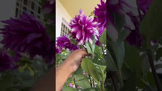 Life Cycle | Flower | HOME | जीवन #shorts #shailurawatyadav