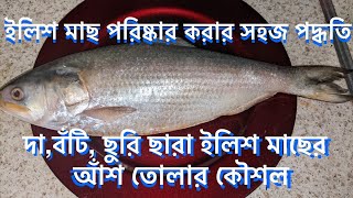 ইলিশ মাছ পরিষ্কার করার সহজ পদ্ধতি | দা, বটি ছুরি ছারা ১মিনিটে আঁশ ছাড়ানো | Easy To Clean Ilish Fish