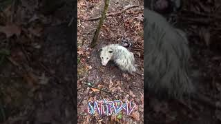 Angry Possum caught in dog proof trap