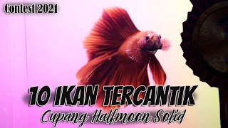 TV CUPANG : 10 CUPANG HALFMOON SOLID TERCANTIK Di Tebas Mini Betta Contest 2021