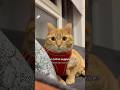 Is your cat so supportive? #boycat #catlovers #cutecat #gingercats #ilovecats #catviral #lovelycat