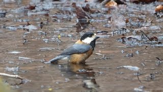 山中湖 大洞の泉のヤマガラの水浴び　その１８（4K60P動画）