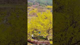 🌼봄이 기다려지나 봄🌼 #봄꼼여행  올해도 구례산수유꽃축제 가 봄!