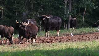 ฝูงกระทิง แห่งคลองปลากั้ง เขาใหญ่ A herd of Gaurs at Khao Yai National Park