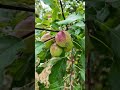 ഇവിടെ ഇനി free ആപ്പിൾ പറിക്കാം australia nature apple rural villagelife