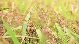 Jhum Cultivation at Bandarban || পাহাড়ীদের জুম চাষ